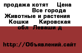 продажа котят  › Цена ­ 15 000 - Все города Животные и растения » Кошки   . Кировская обл.,Леваши д.